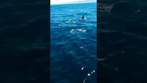 Do you want to swim with dolphins | #Shorts #Animals #Dolphin