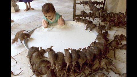 Believe it or Not; There's a Temple in India for Rats..