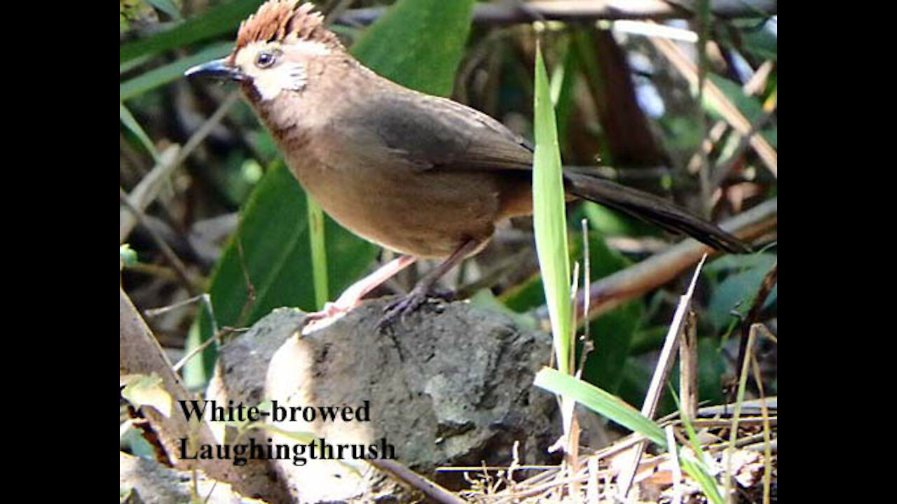 White-browed Laughingthrush bird video