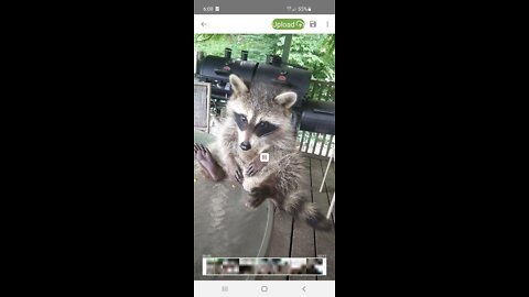 Raccoon eating on the table