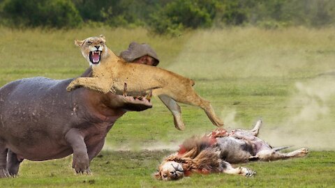 Animal Fight Video 2021