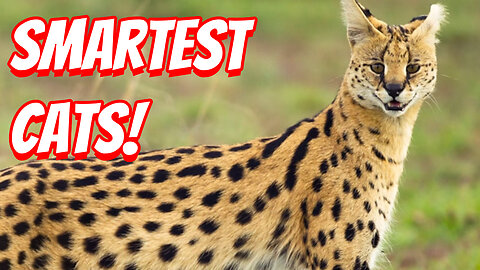 How Expensive Are Savannah Cats To Own!