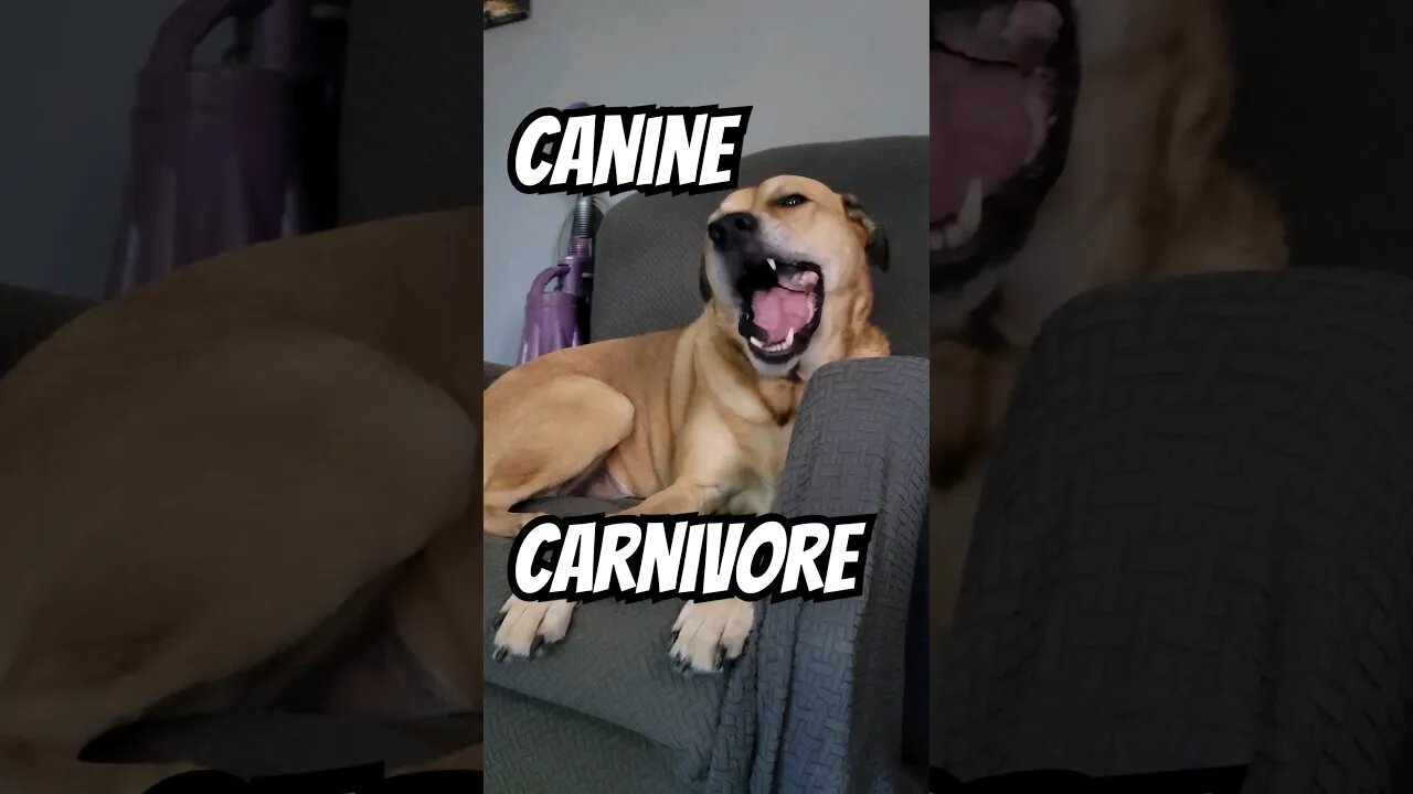 Indy's a happy bone munching carnivore! #carnivore #rawfeddog #beefbones