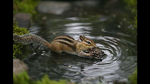 Fill the cheeks Squishy, fill the cheeks #cuteanimals #squishy #chipmunk