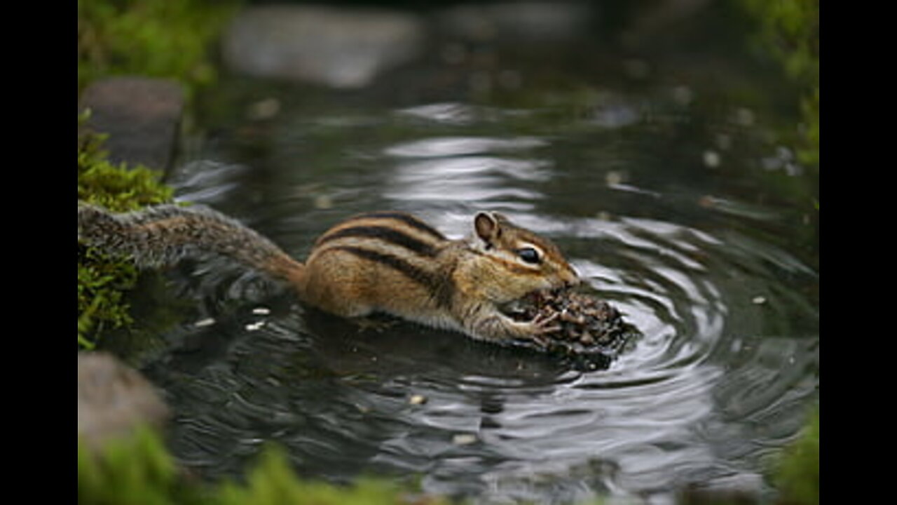 Fill the cheeks Squishy, fill the cheeks #cuteanimals #squishy #chipmunk