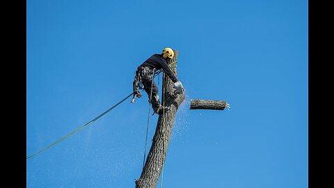 TREE cutting machine ideas