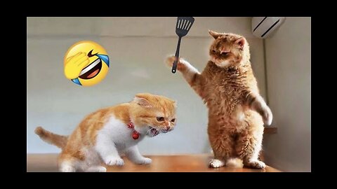 Funny animal videos funny cats and dogs