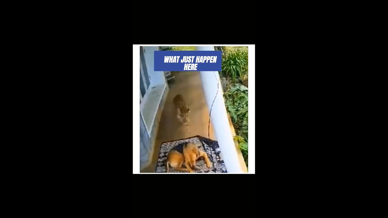 Cheetah hunting Dog Caught on Camera