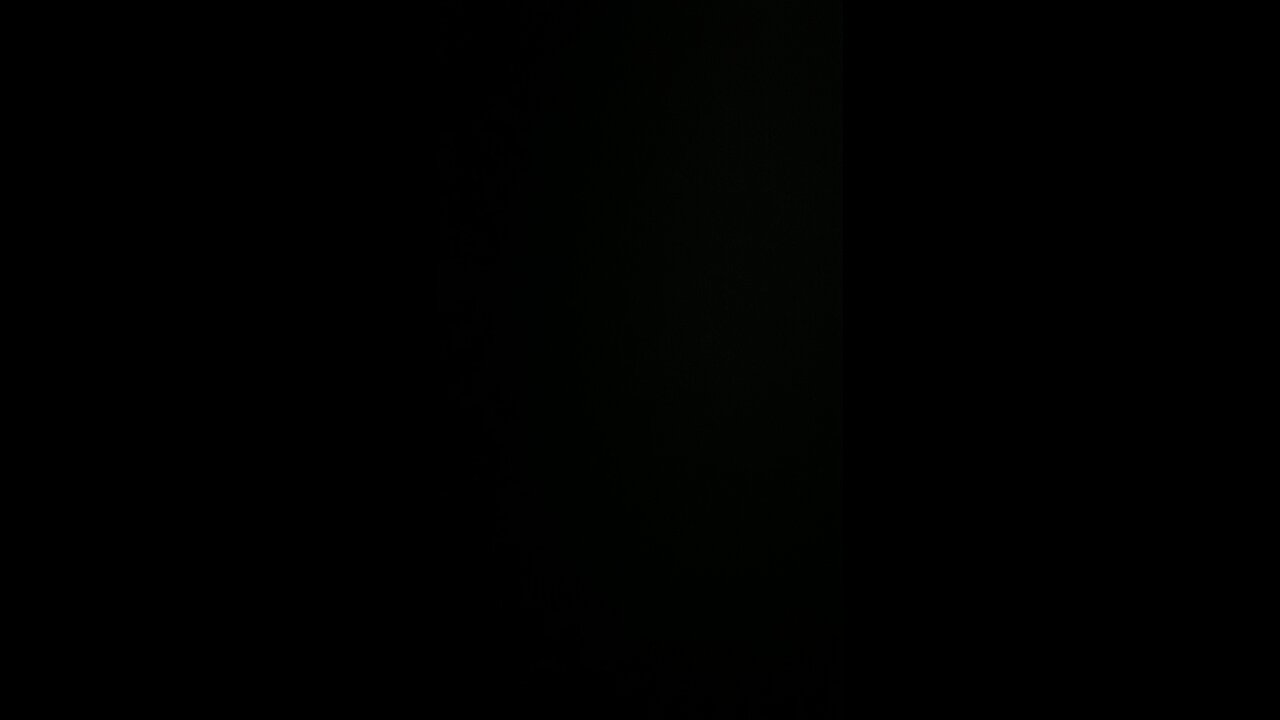 Bulldog Shih Tzu mutt