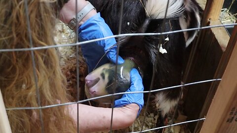 PLEASE push, Our hardest miniature goat birth yet!