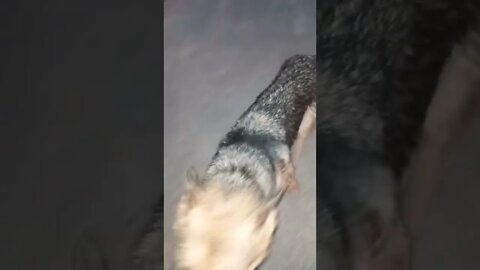 हमारी अग्नेश हुई वायरल viral song #rudrakrishna #ytshorts #trending #viral #dog