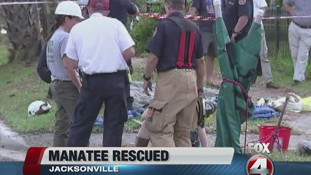 Manatee rescued from drainage pipe in Jacksonville