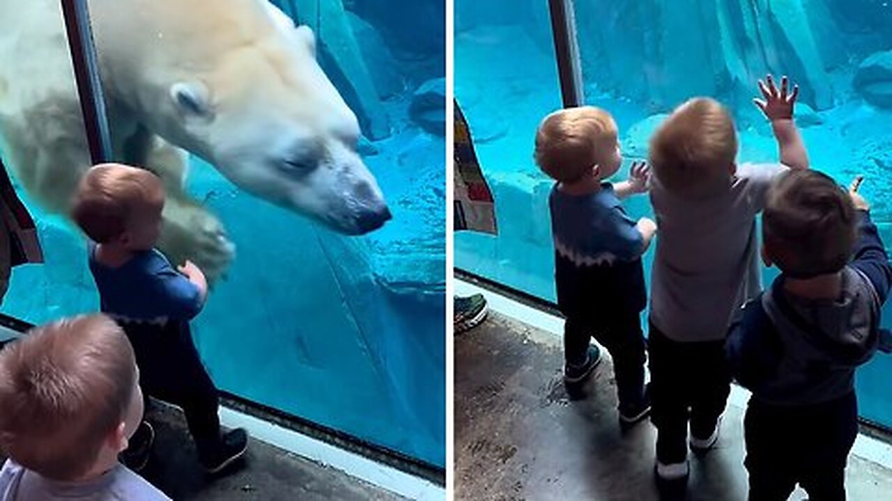 Kids delighted by up-close polar bear