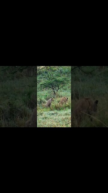 Playtime For Lion Cubs! #Wildlife | #ShortsAfrica