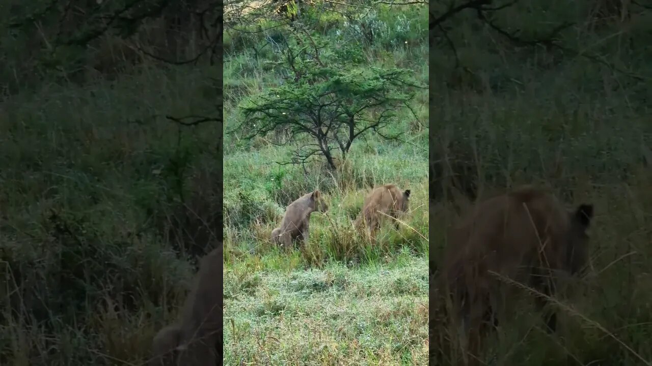 Playtime For Lion Cubs! #Wildlife | #ShortsAfrica