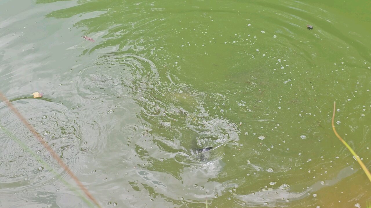 Feeding the catfish