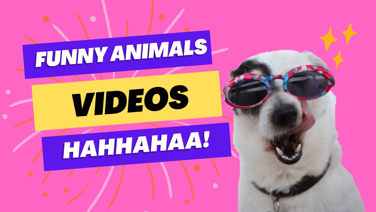 Best Funny Animals