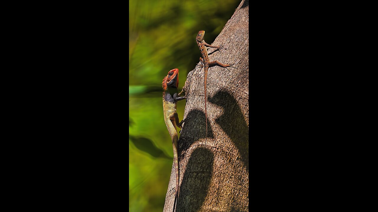 Oriental garden lizard