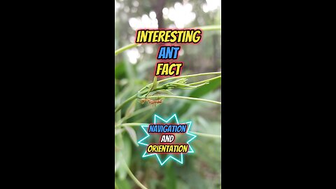 Interesting Ant Fact | Navigation and Orientation #ant #insects #anting #insects #insectsworld