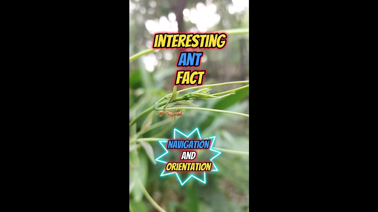 Interesting Ant Fact | Navigation and Orientation #ant #insects #anting #insects #insectsworld