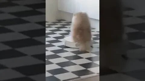 Dog Helps Cleaning House