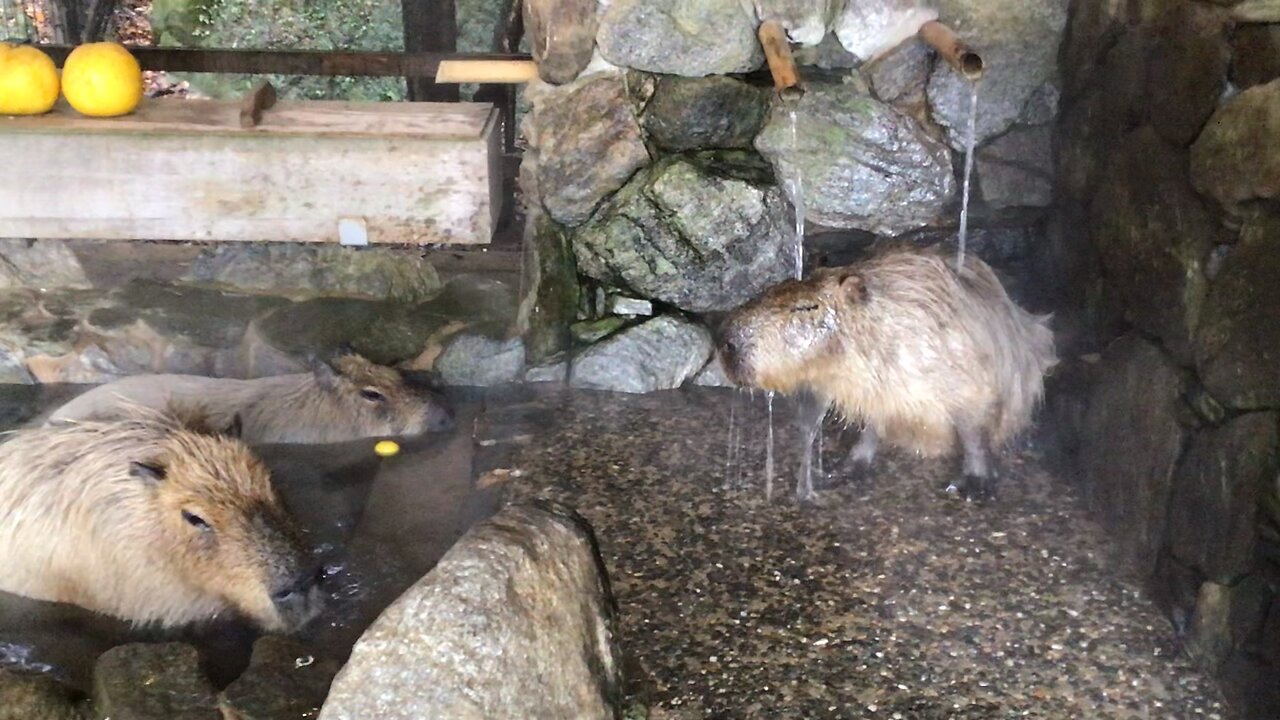 Capybaras taking a bath