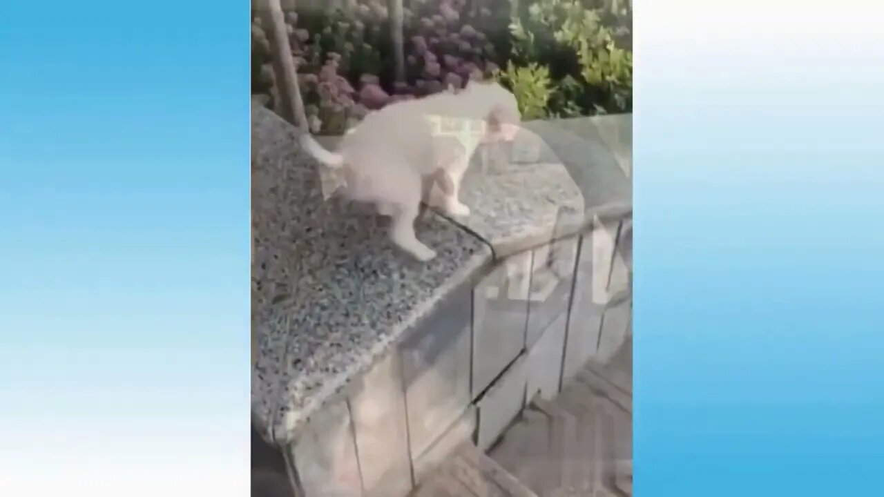 Cute dog is sliding, interesting funny video,