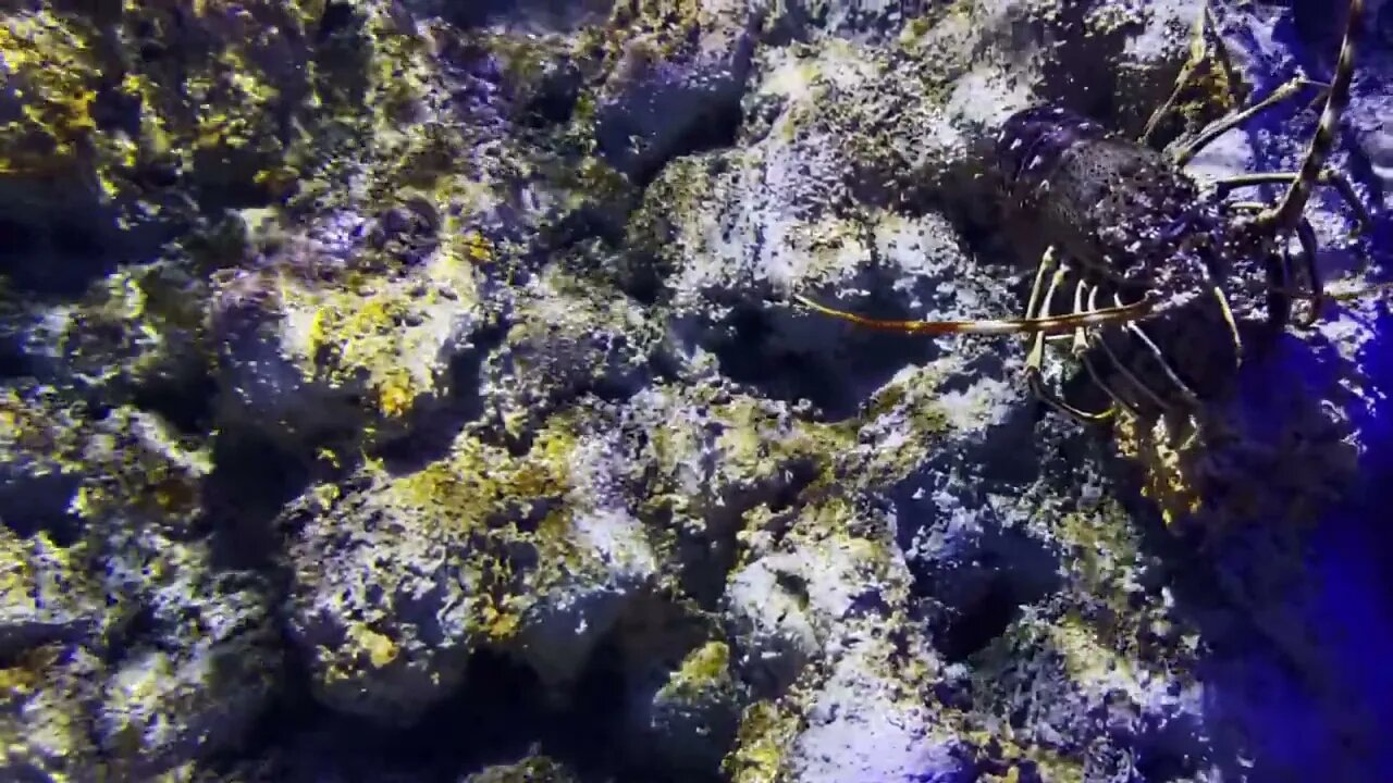 Spiny Lobster In Underwater56