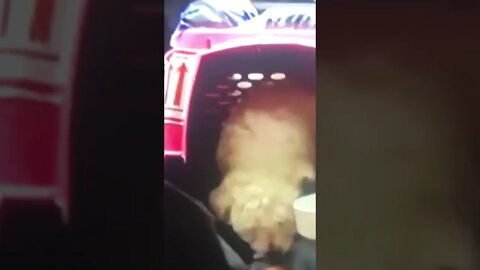 Pumi Puppy Happy to be off the Plane!!! #shorts