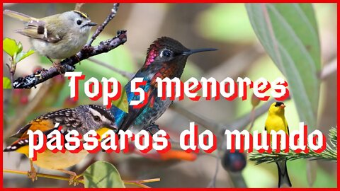 Top 5 menores pássaros do mundo