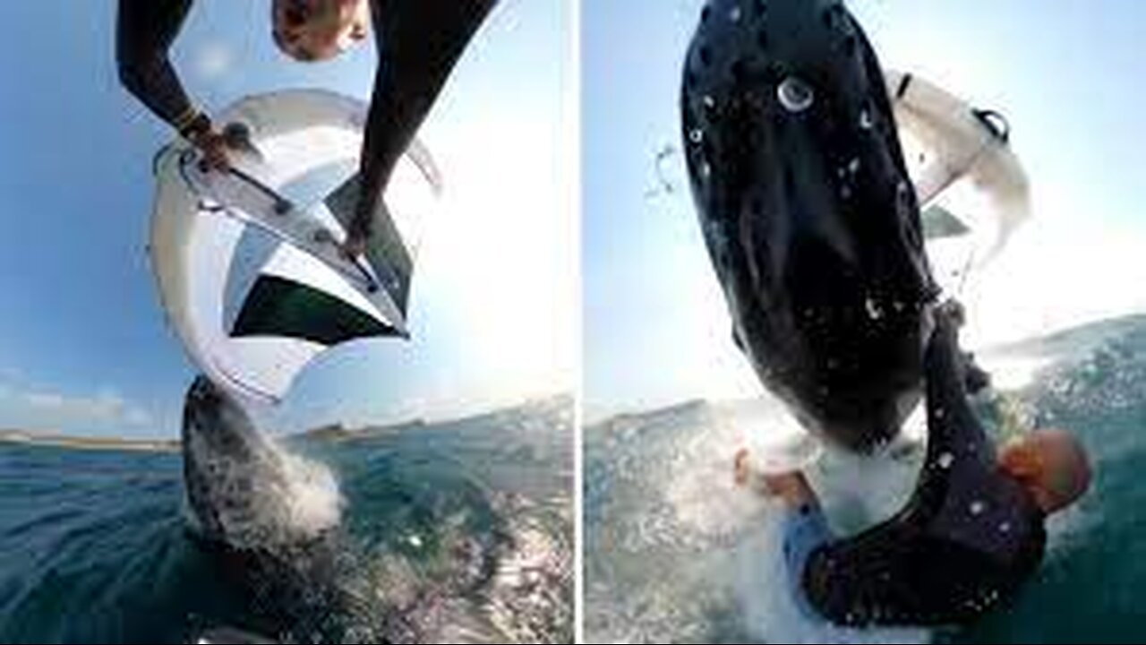 Moment whale COLLIDES with surfer in 'one in a million' encounter