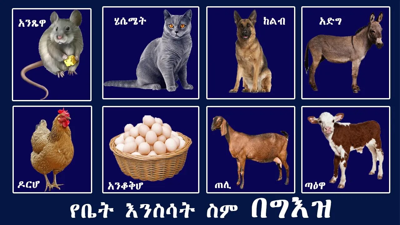 የቤት እንስሳት ስም በግእዝ - ለልጆች