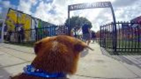 Miami's Wynwood Walls Doggie Cam