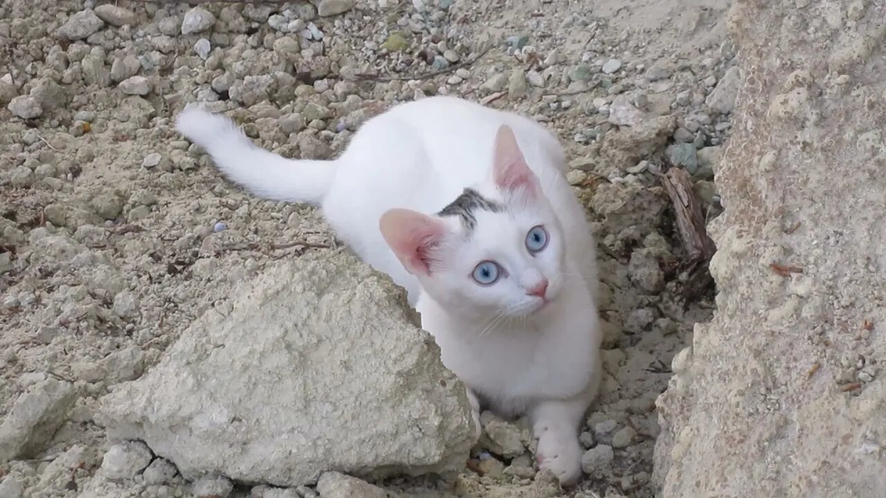 Our Cats #2: Cats Find Beautiful Playground Under Big Cliffs