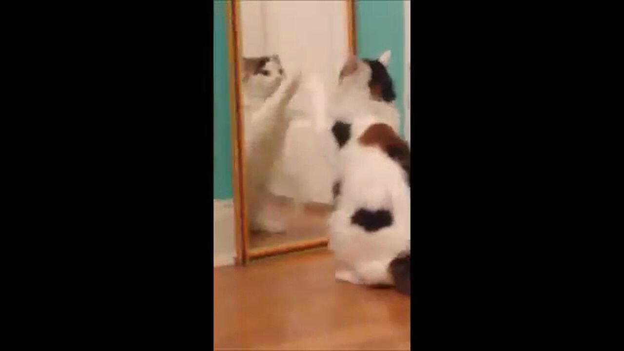 Cats vs mirror