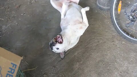 Just some time with the Pitty Pack