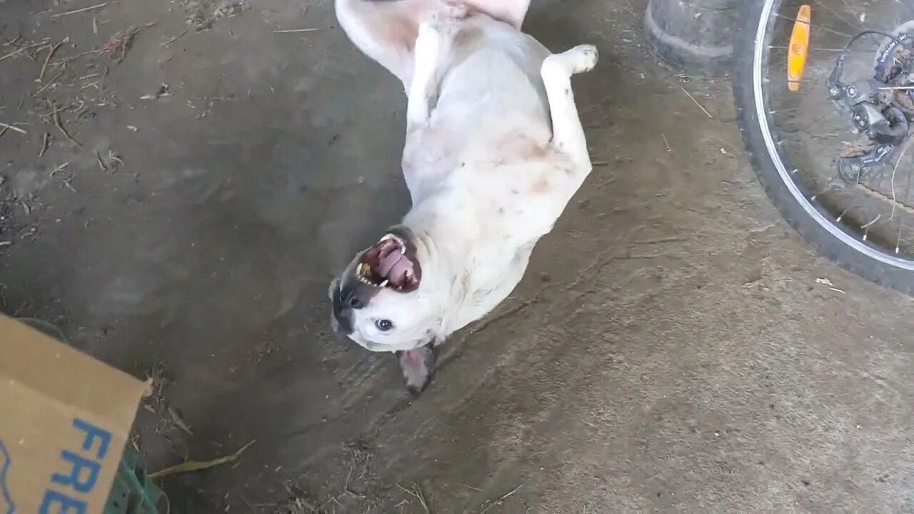 Just some time with the Pitty Pack