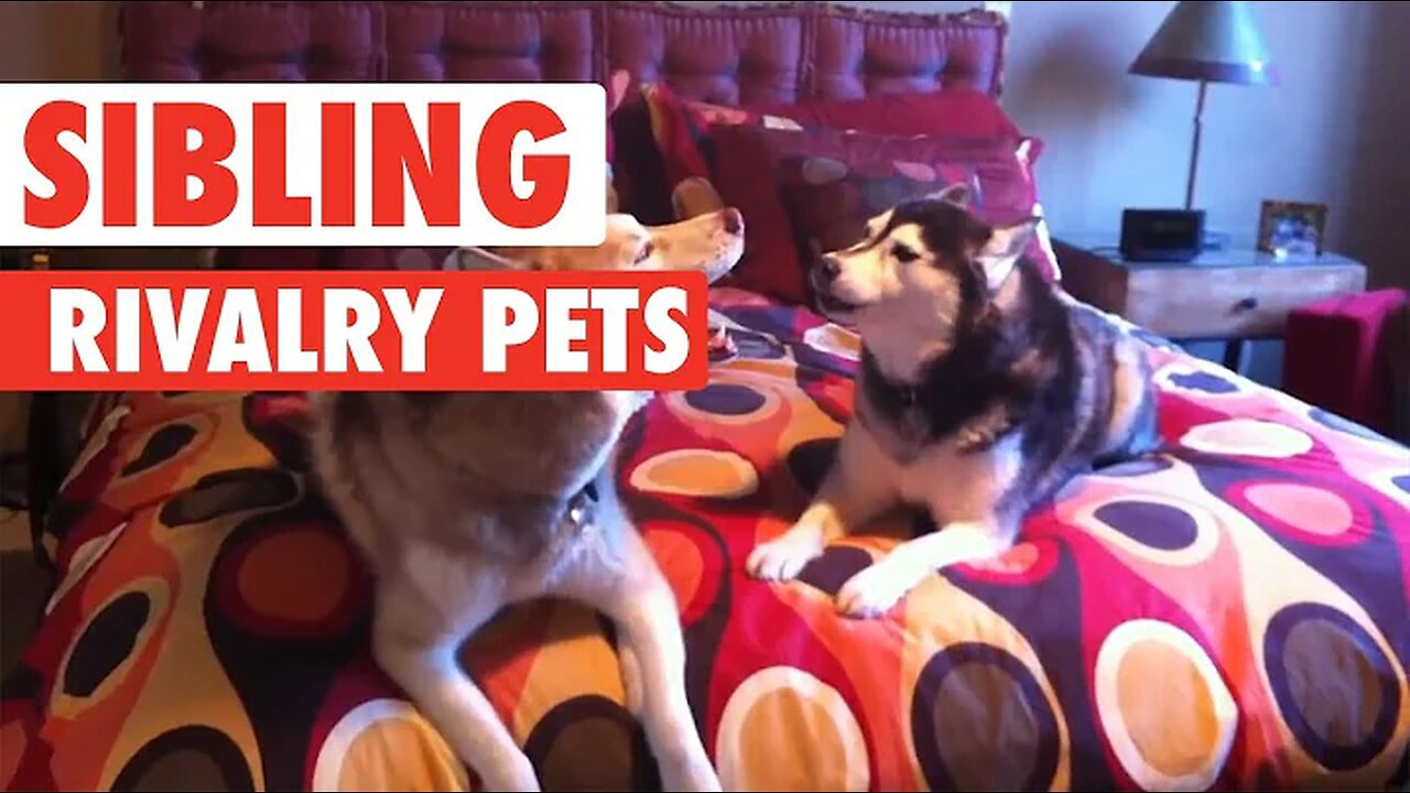 Sibling Rivalry Pets | Funny Pet Video Compilation 2017