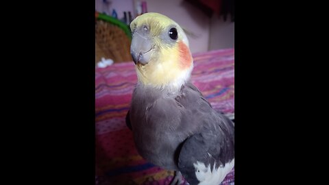 Cockatiel Singing