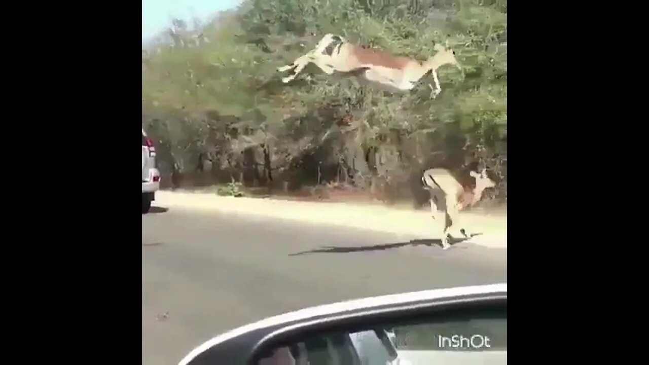 Impalas Escaping Cheetah