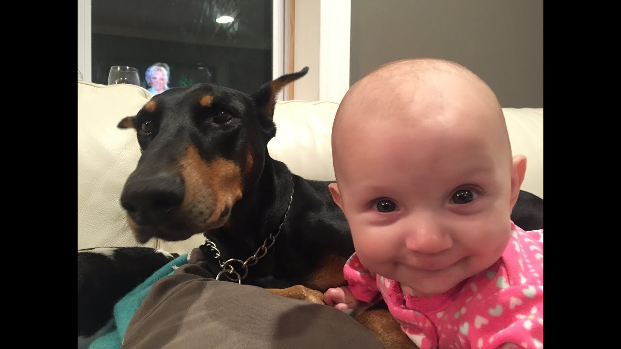 Cute Doberman Dog Gives Baby Huggings & Kissing And Playing Happy Together - Dogs And Baby Videos