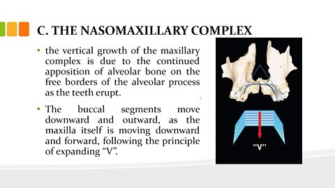 orthodontics L6 (growth and development 3)