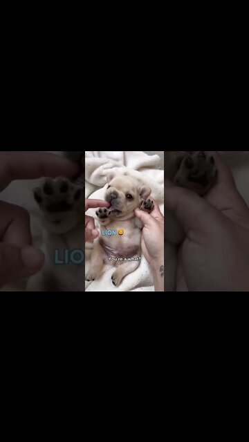 I be lion 🦁, but I’m just the baby