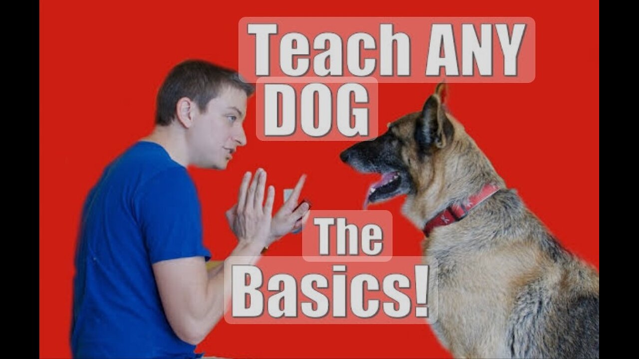 Dog Training 101: How to Train ANY DOG the Basics