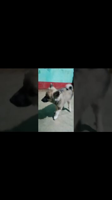 so cute puppy 😂😂😂🤯🤯🤯🥰🥰🥰🔥🔥🔥💕💕🐈🐈🐈😇😇