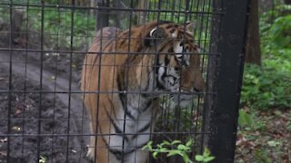 Potter Park Zoo animals are being vaccinated with COVID 19 shot