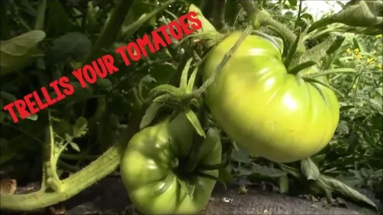 Sweet Tomatoes verses rotten tomatoes.