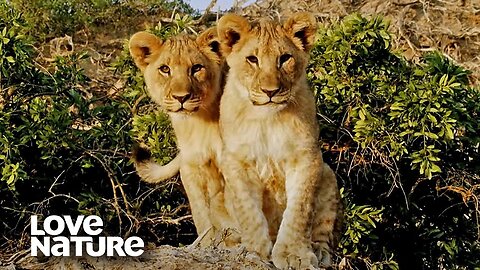 Young Lion Cubs Attempt to Make Their First Kill | Love Nature