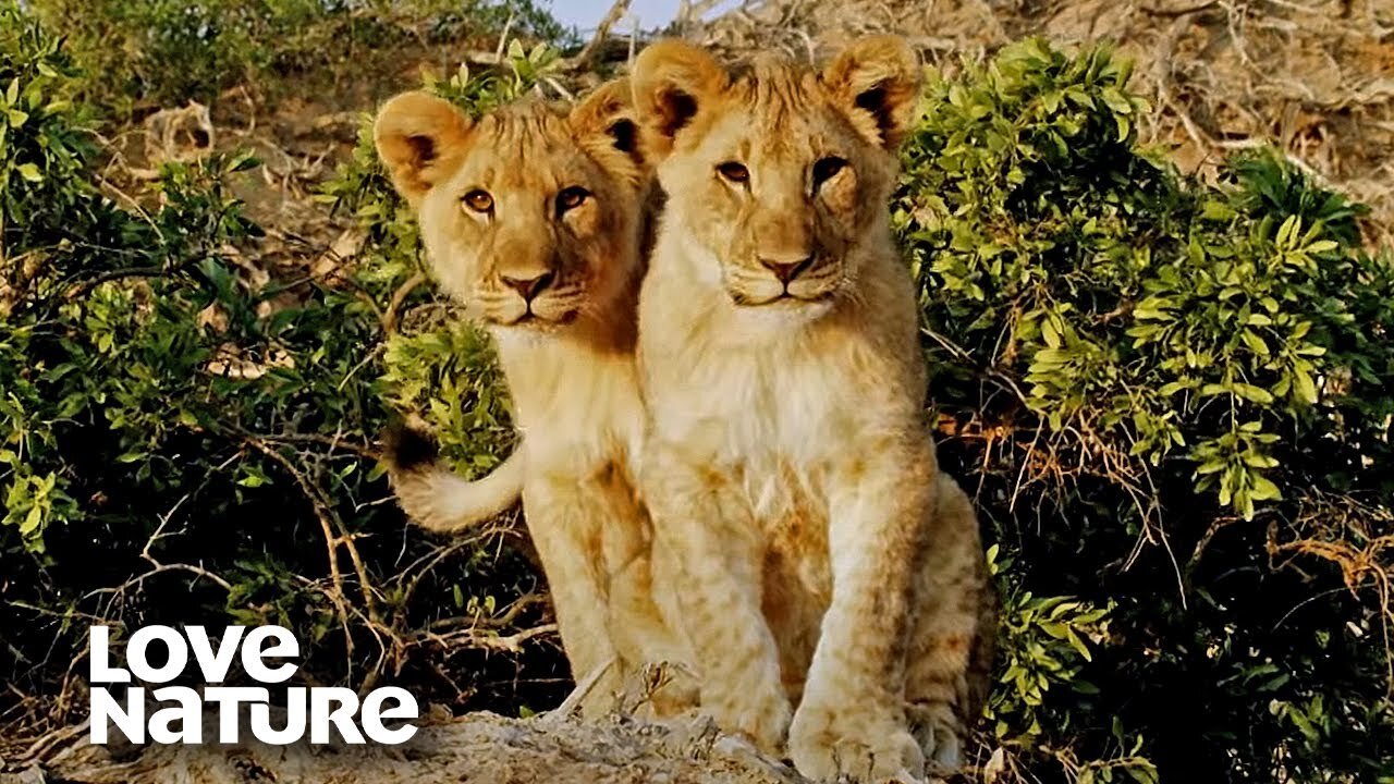 Young Lion Cubs Attempt to Make Their First Kill | Love Nature