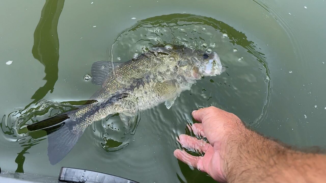 Bass are a bluegill